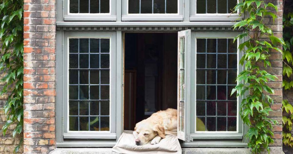 dog sleeping by the window